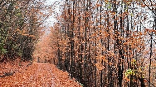 Din lipsa finanţării, lemnul putrezeşte în păduri inaccesibile / Federaţia Proprietarilor de Păduri şi Păşuni din România cere majorarea finanţării sectorului pădurii prin Planul Naţional Strategic