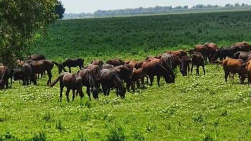 Medic veterinar: Planul de reducere a cailor sălbăticiţi din Deltă trebuie argumentat ştiinţific