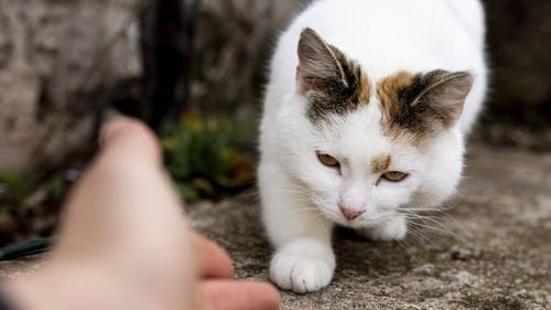 Adoptarea unei pisici după 70 de ani este o idee bună sau rea? Ce rasă de pisică e indicată seniorilor