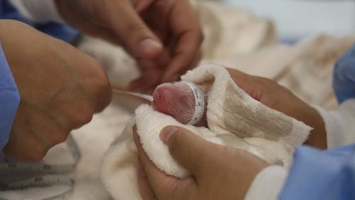 FOTO Pui gemeni de panda au venit pe lume la grădina zoologică din Berlin