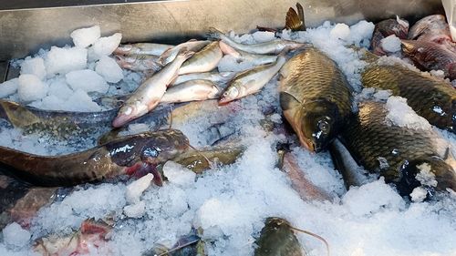 Prețul scrumbiei înainte de Florii, de două sau chiar de trei ori mai mare față de anii precedenți: 65 de lei kilogramul în pescăriile din Galați