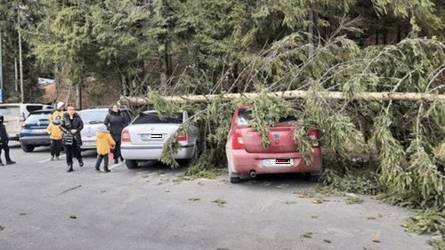 Trei mașini avariate în cea mai mare parcare din Poiana Brașov, după ce un brad a căzut peste ele