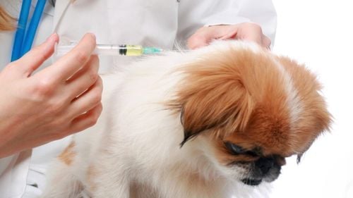 În ce perioadă a anului vaccinăm câinele și care sunt cele mai importante vaccinuri care trebuie administrate: Ce spune medicul veterinar