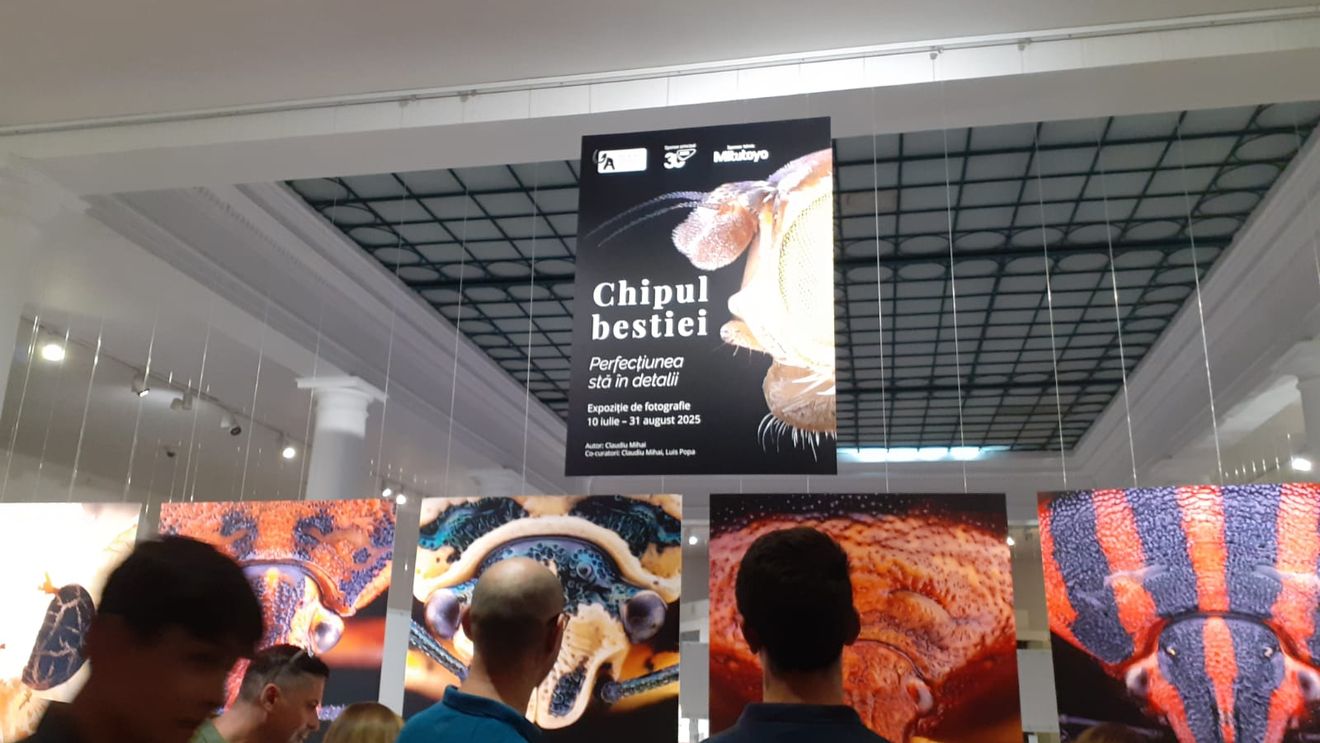 Nouă expoziție la Muzeul Antipa: „Chipul bestiei. Perfecțiunea stă în detalii”, o incursiune în lumea ascunsă a insectelor