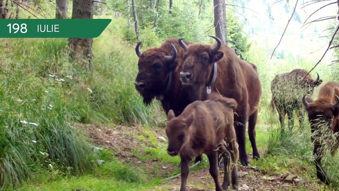 VIDEO 365 de zile în Munții Făgăraș / ”Viața așa cum curge natural” / Imagini cu mistreți, urși, lupi, iepuri, cerbi, vulpi și alte animale, pe același drum