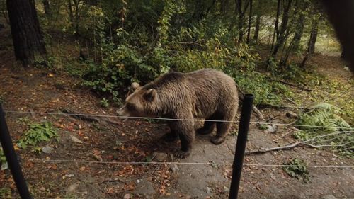 Peste 500 de animale domestice au fost omorâte de urşi şi lupi în Braşov, în 2024 / Agenția de Mediu: ”Recomandăm utilizarea gardurilor electrice„