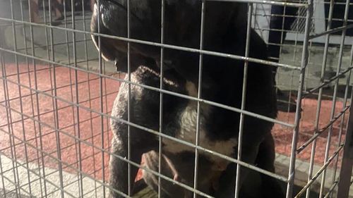 UPDATE Dosar penal după ce o altă femeie a fost atacată de doi câini Cane Corso pe digul de la Lacul Morii/ Câinii au fost capturați de angajații ASPA/ Proprietarul câinilor a fost amendat cu 50 de lei (foto)