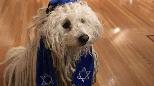 Mark Zuckerberg a postat pe Facebook o poză cu câinele său care poartă kippa și șal de rugăciune evreiești.  Avalanșă de reacții antisemite