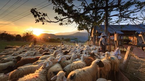 Elevii din cinci sate de oieri din Munţii Sebeşului au intrat în vacanţa de vară / Își însoțesc părinţii în transhumanţă pentru "văratul" oilor la munte