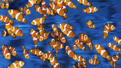 Peștele clovn ar putea fi capabil de matematică simplă / Un studiu sugerează că animalele pot număra dungile pe alți pești, deși unii experți sunt sceptici