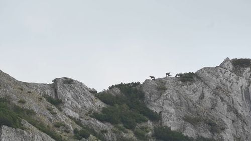 VIDEO Pauza de respirație: imagini cu noua generație de capre negre din Parcul Național Retezat