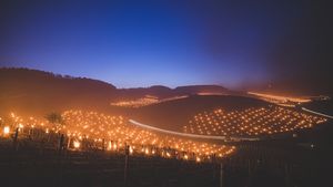 Franța: 2021 se anunță cel mai prost an de la al Doilea Război Mondial pentru producția de vin