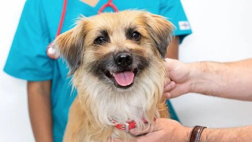 Bolile de piele la câini: Simptome, cauze și prevenție