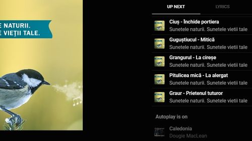 AUDIO Cântecele păsărilor din România pot fi ascultate pe un album editat de Societatea Ornitologică