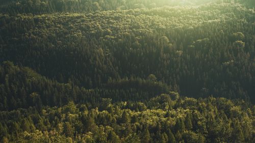 Romsilva a crescut suprafața pădurilor de stat certificate la nivel internațional cu peste 33 de mii de hectare / În total, sunt peste 2,514 milioane de hectare