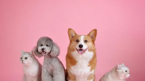 Adevărul trist despre impactul animalului tău de companie asupra planetei. De ce prietenii noștri necuvântători contribuie la criza climatică