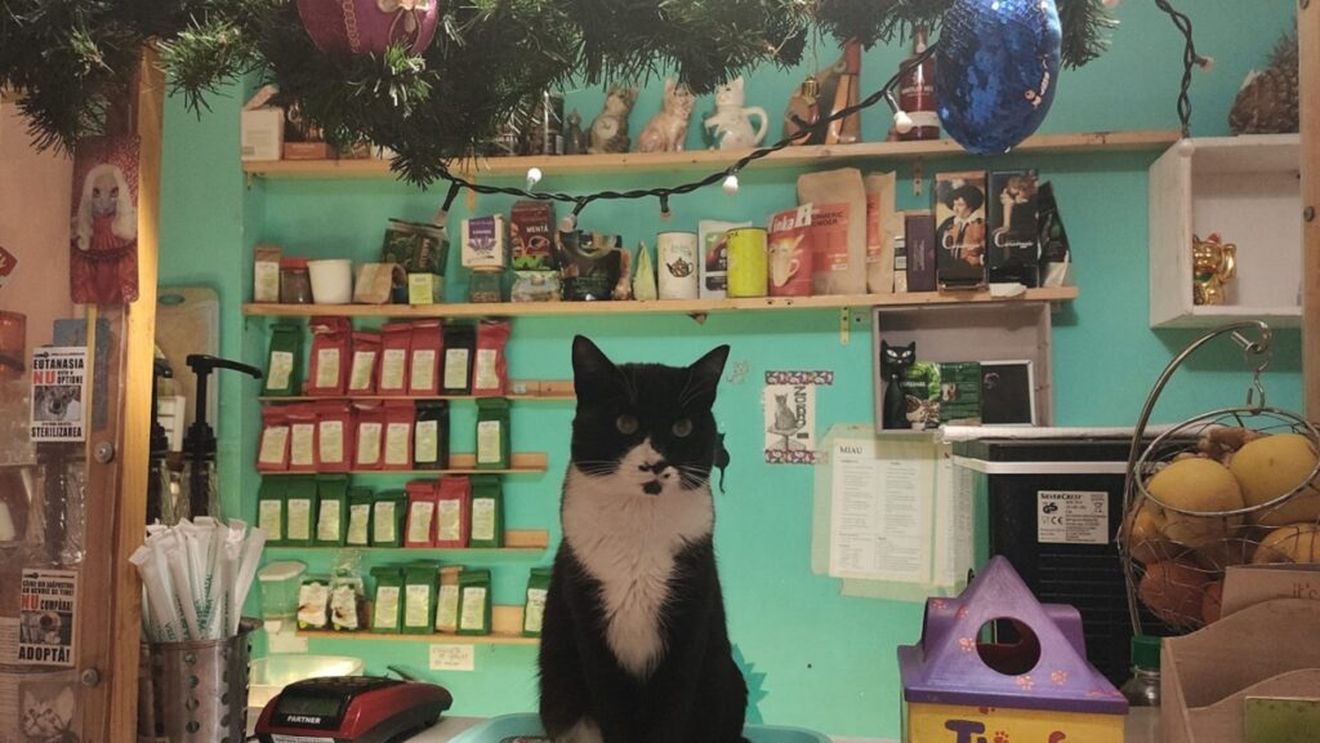 EXCLUSIV | Miau Cafe, evacuată și dată în judecată. Adevărul despre conflictul cu proprietarul și planurile disperate pentru salvarea pisicilor: „Ne-a zis să plecăm acum, este foarte greu pentru noi” (FOTO + VIDEO)