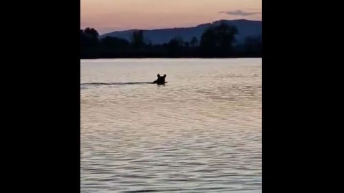 Urs filmat de un pescar cum traversează râul Olt, în județul Sibiu / Alertă pentru pescari: ”În ultimii ani sunt vizibil mai mulți urși în zonele de pescuit”