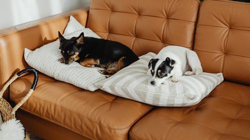 Cinci sfaturi pentru cei care vor să își aleagă un animal de companie: timpul, banii, cunoștințele