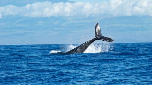 O coaliţie de 37 de ţări se angajează, la summitul oceanelor de la Nisa, în favoarea unui ”ocean silenţios” prin reducerea poluării sonore cauzată de transportul maritim