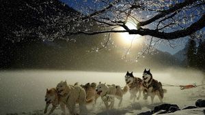 Cele mai bune atelaje canine pe zăpadă vin să se întreacă în România, la Bistrița / Campionatul mondial adună peste 700 de câini