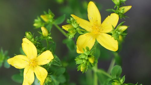 „Ceaiuri românești”: Ceaiul de sunătoare – beneficii și proprietăți / Eficient pentru depresie, dar atenție: poate interacționa cu anumite medicamente