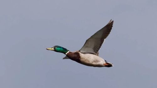 O raţă din Elveţia, înregistrată de un radar pentru "exces de viteză": zbura cu 52 de km pe oră  într-o zonă în care viteza este limitată la 30 de km pe oră