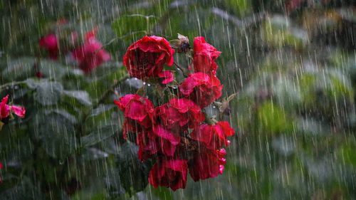 Cod portocaliu de ploi torențiale în Bistrița Năsăud/ Avertizare de grindină, vânt puternic și descărcări electrice