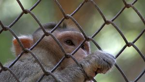 Japonia: Una din maimuțele care au terorizat timp de câteva săptămâni localnicii din Yamaguchi a fost prinsă și eutanasiată