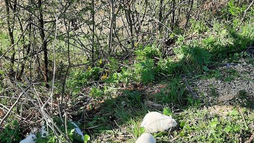 Șoareci albi de laborator, pe malul unui pârâu din Iași / Biolog: ”La origini sunt specii sud-americane, mi-e greu să cred că s-ar putea adapta acolo”