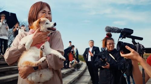 Destinul fabulos al lui Kabosu, câinele-vedetă al internetului și emblema dogecoin