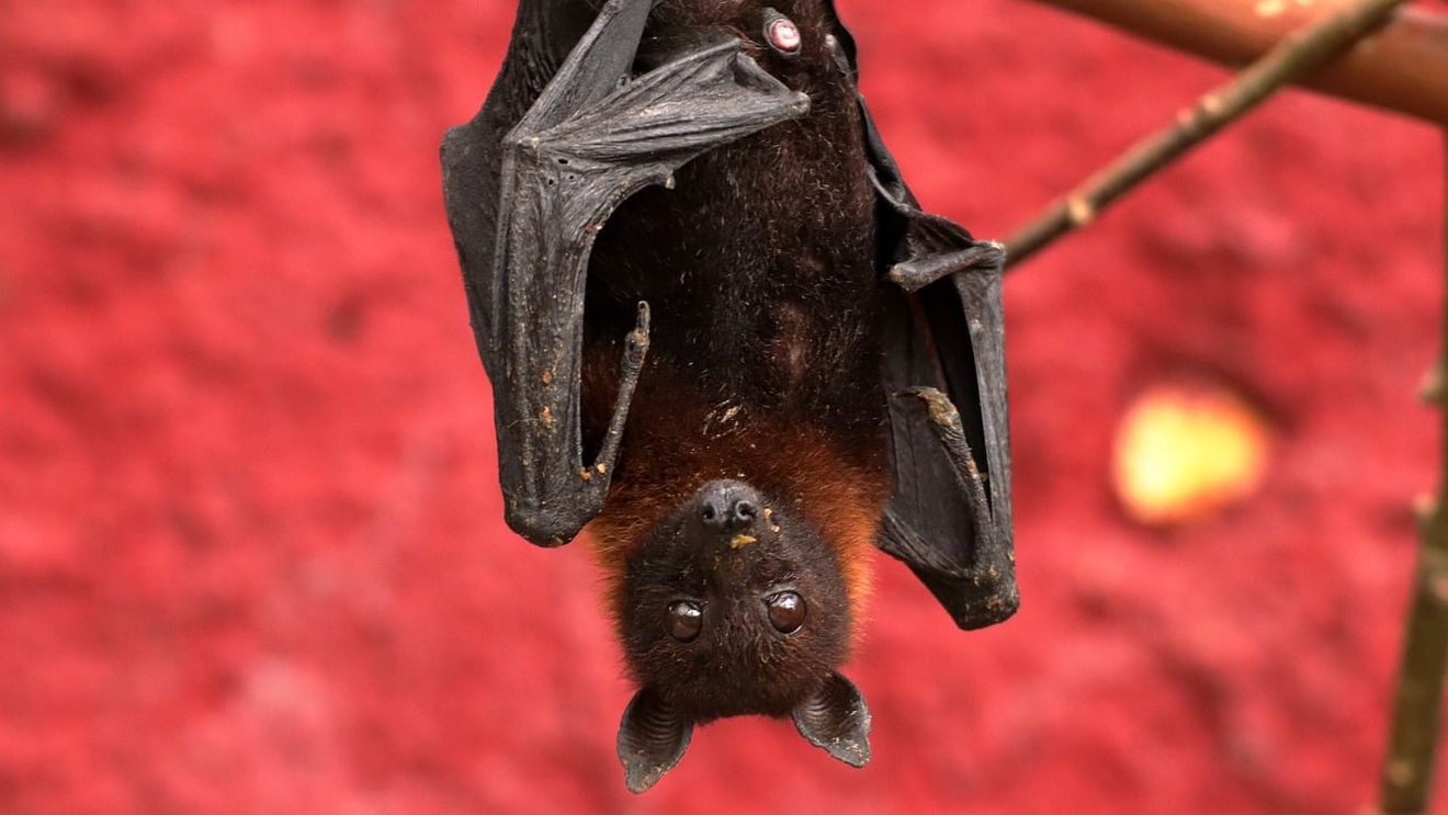 Un liliac a evadat de la o grădină zoologică din Germania după ce s-a ascuns în hainele unei vizitatoare
