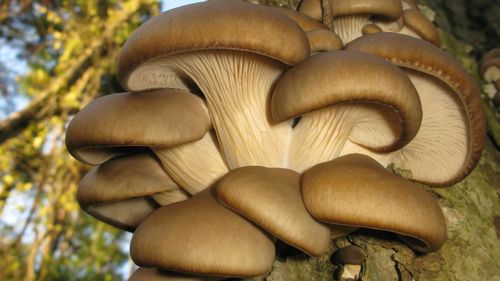 Trei dintre cele mai sănătoase ciuperci pe care le poți consuma / Te protejează de boli de inimă, inflamație și cancer