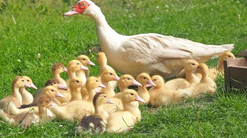 Odată cu vaccinarea raţelor din Franța, apar şi primele restricţii ale ţărilor importatoare