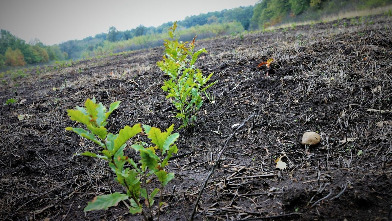 Ministerul Mediului: Reforma Romsilva include reducerea semnificativă a numărului de directori / ”Este prioritatea zero a mandatului meu” / Anunță diminuarea sporurilor