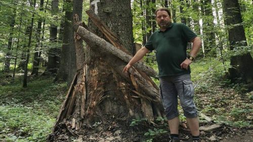 Fostul senator USR Mihai Goțiu anunță că a fost chemat la DNA pentru a depune mărturie într-un dosar uriaș care vizează tăierile ilegale de păduri din județul Mureș