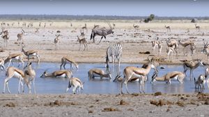 Namibia a început sacrificarea a sute de animale sălbatice, din cauza secetei, pentru hrănirea populației / 160 de animale au fost ucise deja în cadrul acestei măsuri guvernamentale