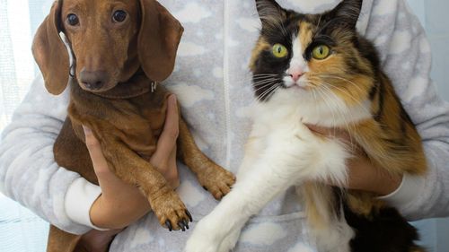 Ce înseamnă neurodiversitatea la animale și cum ne schimbă modul de a le îngriji: Sfaturi pentru o relație mai armonioasă cu prietenii noștri necuvântători