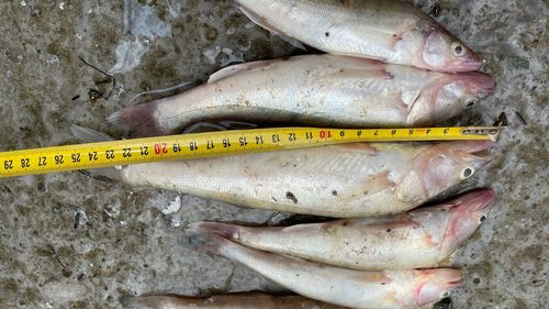 Polițiștii au confiscat aproape o tonă de pește prins ilegal/ O navă, un autoturism și sute de unelte au fost confiscate