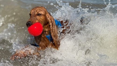 Exclusiv | Cele mai importante lucruri de care trebuie să ții cont când mergi cu cățelul la mare + idei de obiecte utile pentru plajă | VIDEO