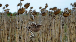 Agricultorii cer Guvernului declararea stării de calamitate din cauza secetei  / Așa ar putea amâna plata unor lucrări agricole