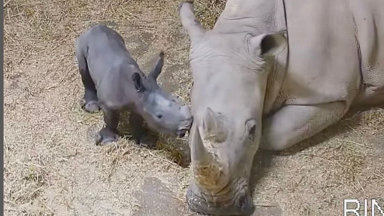 Naștere rară a unui pui de rinocer alb în Spania, o adevărată speranță pentru această specie amenințată