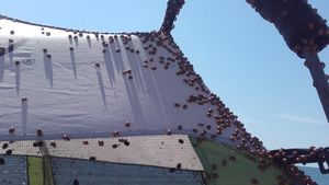 Invazia buburuzelor se va diminua în 1-2 săptămâni / Cum explică specialiștii din Delta Dunării explozia numerică a insectelor și ce rol are acțiunea de stropire a dăunătorilor în agricultură, pe care buburuzele îi consumă