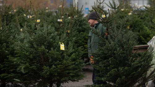 Brazii de Crăciun, colectaţi gratuit în Capitală de la ghenele blocurilor, porţile caselor şi de la centre de colectare