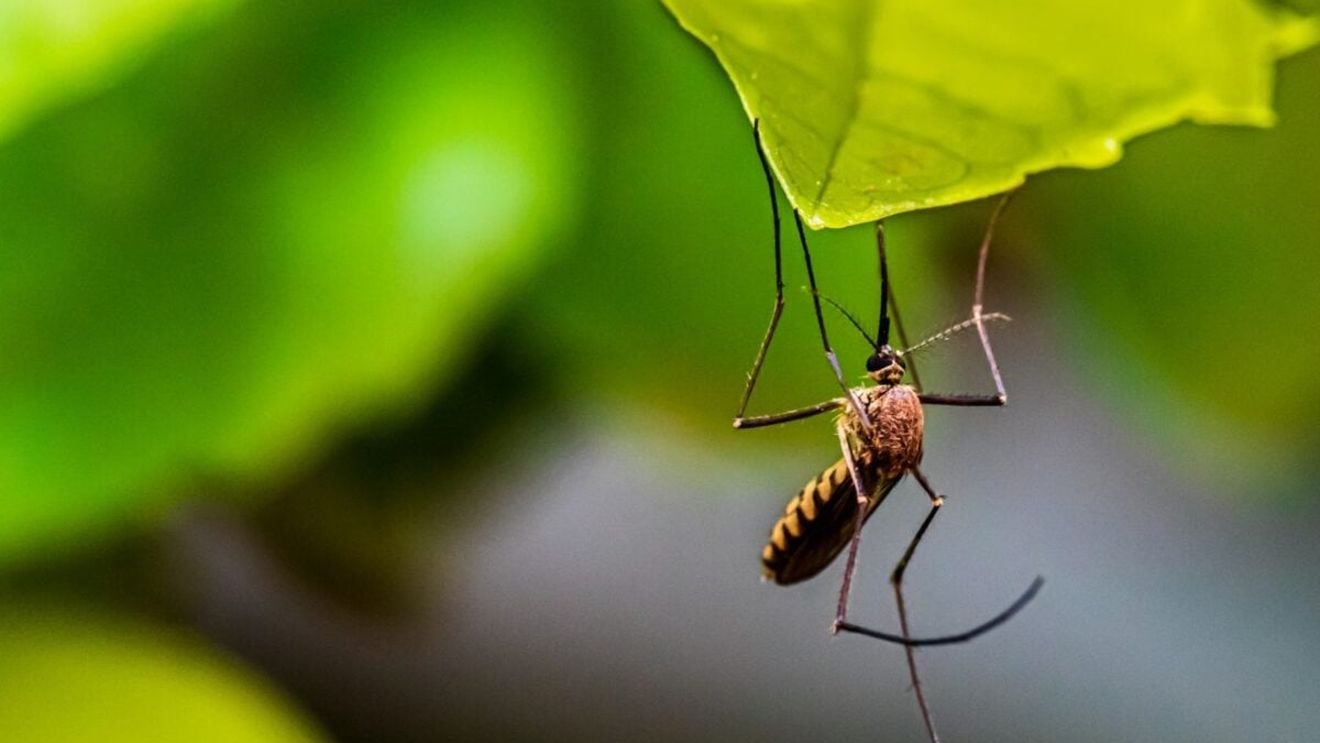 STUDIU Cum afectează criza climatică viața sexuală a insectelor și culoarea lor