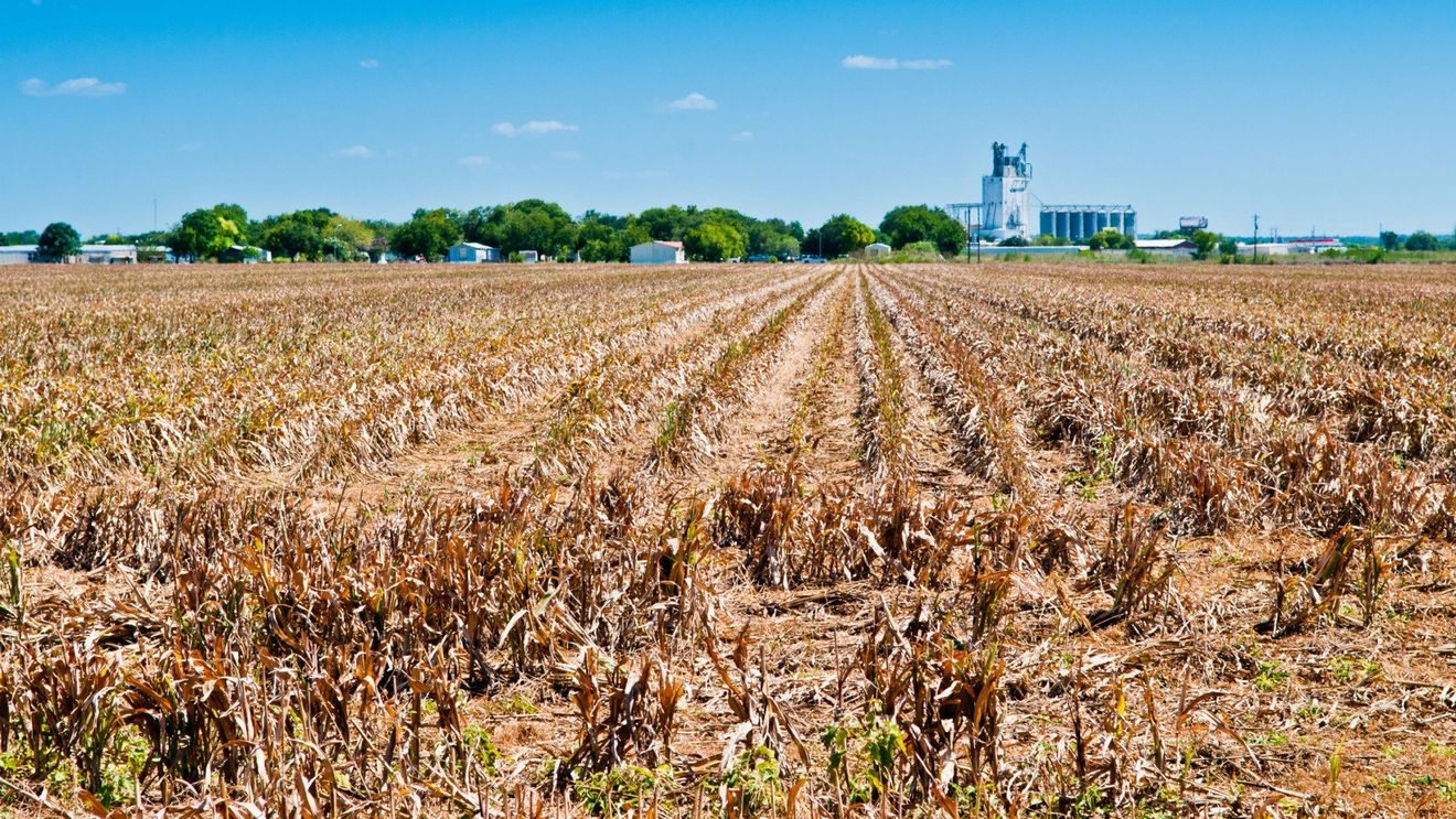 Seceta a afectat până la 70% din culturile de porumb şi floarea soarelui din județul Timiș / Fermierii pot solicita despăgubiri