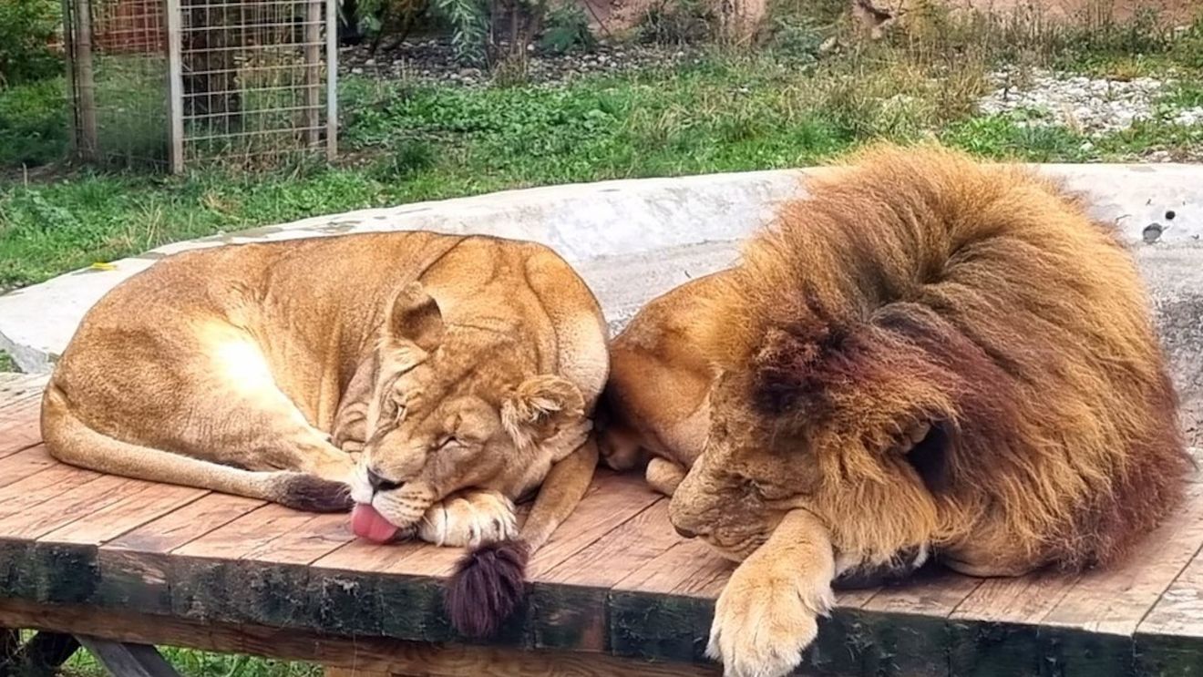 Animalele de la Zoo primesc alimente congelate pentru a face față caniculei / ”În funcție de specii se dau și suplimente sub formă de fructe înghețate”