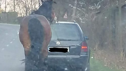 Caz de cruzime față de animale în Cluj. Un cal a fost legat cu o funie de o mașină și tras după aceasta