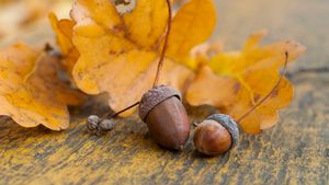 METEO Temperaturi peste cele obişnuite în această perioadă, până aproape de sfârşitul lunii noiembrie