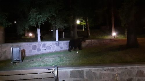 Jandarmii din Harghita, chemaţi să îndepărteze urşi de la uşa unui bloc, dintr-un parc şi dintr-o curte